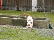 CHITTO, Hund, Mischlingshund in Hof - Bild 4