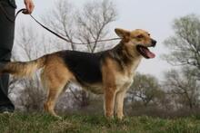 PICI, Hund, Mischlingshund in Gelsenkirchen - Bild 2