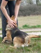 PICI, Hund, Mischlingshund in Gelsenkirchen - Bild 5