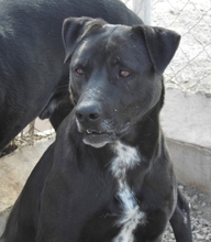 VIENTO, Hund, Mischlingshund in Spanien - Bild 4