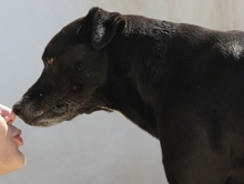 VIENTO, Hund, Mischlingshund in Spanien - Bild 5