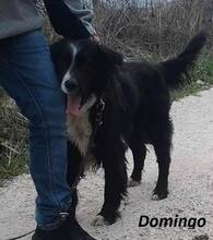DOMINGO, Hund, Mischlingshund in Italien - Bild 2