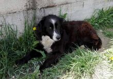 DOMINGO, Hund, Mischlingshund in Italien - Bild 6