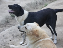 MAGGIE, Hund, Mischlingshund in Ratingen - Bild 2