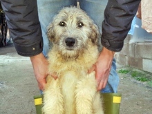 OLGA, Hund, Mischlingshund in Viechtach - Bild 2