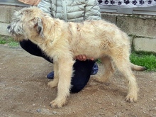 OLGA, Hund, Mischlingshund in Viechtach - Bild 3