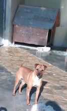 MEXX, Hund, Mischlingshund in Spanien - Bild 2