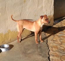 MEXX, Hund, Mischlingshund in Spanien - Bild 3