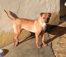MEXX, Hund, Mischlingshund in Spanien - Bild 4