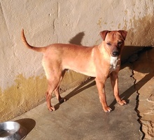 MEXX, Hund, Mischlingshund in Spanien - Bild 5