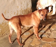 MEXX, Hund, Mischlingshund in Spanien - Bild 6
