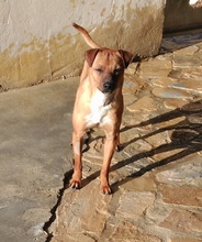 MEXX, Hund, Mischlingshund in Spanien - Bild 7