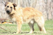 SAUL, Hund, Mischlingshund in Ungarn - Bild 2