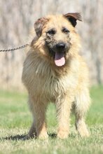 SAUL, Hund, Mischlingshund in Ungarn - Bild 3