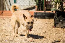 RUMO, Hund, Mischlingshund in Portugal - Bild 11
