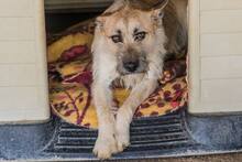 RUMO, Hund, Mischlingshund in Portugal - Bild 12