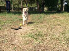 RUMO, Hund, Mischlingshund in Portugal - Bild 2
