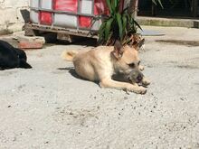 RUMO, Hund, Mischlingshund in Portugal - Bild 4