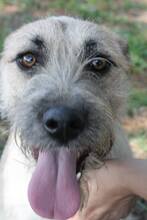 RUMO, Hund, Mischlingshund in Portugal - Bild 7