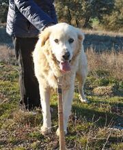 RUDOLFO, Hund, Mischlingshund in Spanien - Bild 1