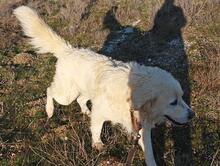 RUDOLFO, Hund, Mischlingshund in Spanien - Bild 10