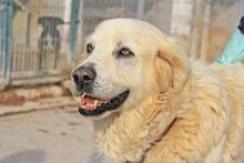 RUDOLFO, Hund, Mischlingshund in Spanien - Bild 13
