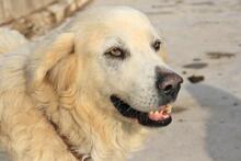 RUDOLFO, Hund, Mischlingshund in Spanien - Bild 15