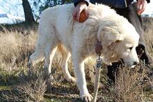 RUDOLFO, Hund, Mischlingshund in Spanien - Bild 2