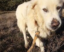 RUDOLFO, Hund, Mischlingshund in Spanien - Bild 4