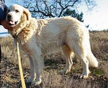 RUDOLFO, Hund, Mischlingshund in Spanien - Bild 5