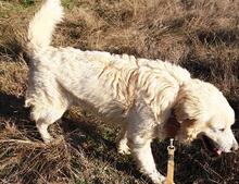 RUDOLFO, Hund, Mischlingshund in Spanien - Bild 6