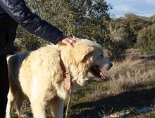 RUDOLFO, Hund, Mischlingshund in Spanien - Bild 7
