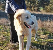 RUDOLFO, Hund, Mischlingshund in Spanien - Bild 8