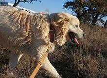 RUDOLFO, Hund, Mischlingshund in Spanien - Bild 9