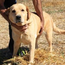 MAYKA, Hund, Labrador-Mix in Spanien - Bild 1