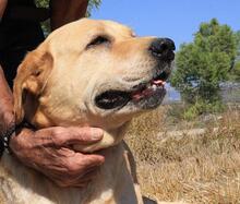 MAYKA, Hund, Labrador-Mix in Spanien - Bild 11