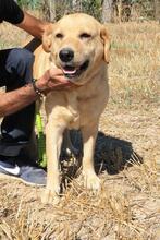 MAYKA, Hund, Labrador-Mix in Spanien - Bild 8