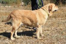 MAYKA, Hund, Labrador-Mix in Spanien - Bild 9