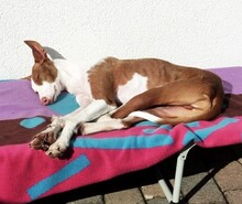 ADONIS, Hund, Podenco Ibicenco in Niederdreisbach - Bild 28
