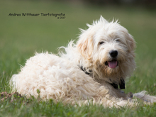 OLSON-ORSON, Hund, Mischlingshund in Güntersleben - Bild 2