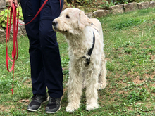 OLSON-ORSON, Hund, Mischlingshund in Güntersleben - Bild 4