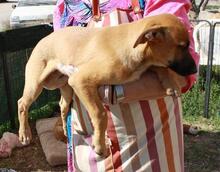BRIANA, Hund, Mischlingshund in Spanien - Bild 2