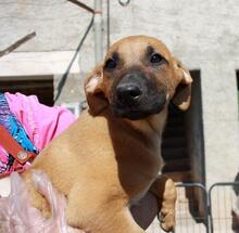 BRIANA, Hund, Mischlingshund in Spanien - Bild 4
