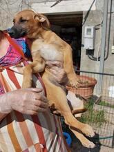 BRIANA, Hund, Mischlingshund in Spanien - Bild 6