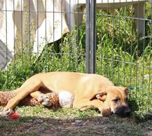 BRIANA, Hund, Mischlingshund in Spanien - Bild 9