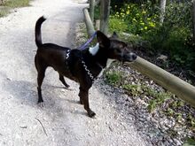 WOODS, Hund, Mischlingshund in Gründau - Bild 3