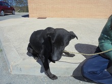 LINDA, Hund, Mischlingshund in Spanien - Bild 2