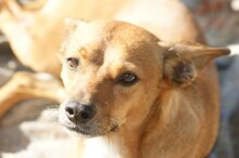 BRUTUS, Hund, Mischlingshund in Spanien - Bild 2