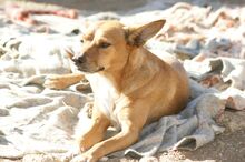 BRUTUS, Hund, Mischlingshund in Spanien - Bild 3