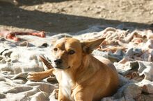 BRUTUS, Hund, Mischlingshund in Spanien - Bild 4